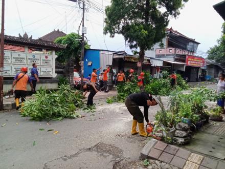 Pemangkasan,Penebangan,penataan pohon di area jalan raya Desa Anturan